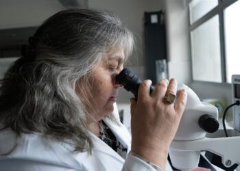 Uruguay implementará liberación de mosquitos estériles para combatir el dengue