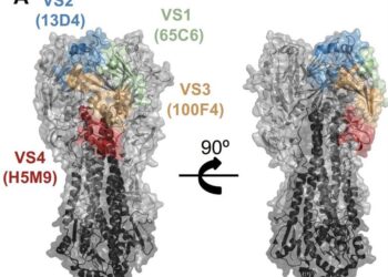 Los humanos tienen anticuerpos que reconocen y neutralizarían al virus de la gripe aviar