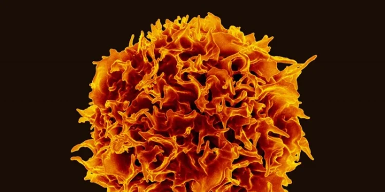 Descubren un nuevo freno molecular que podría potenciar la inmunoterapia contra el cáncer